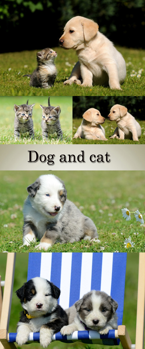 Stock Photo: Puppies and kittens on a green grass