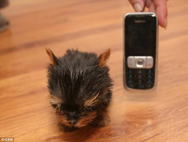Новый претендент на звание самой маленькой собаки в мире:-))